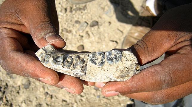La mandíbula, a tan solo unos pasos de donde fue encontrada, en el yacimiento de Ledi-Geraru (Etiopía)