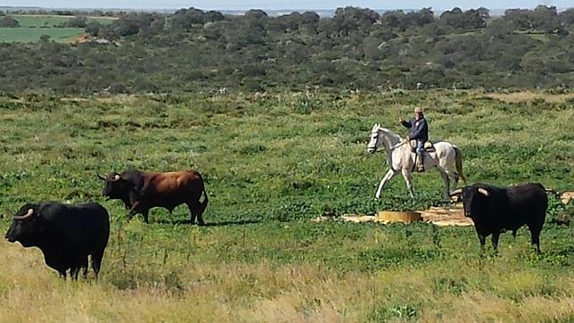 Así viven los toros de Cuadri, los reyes del campo