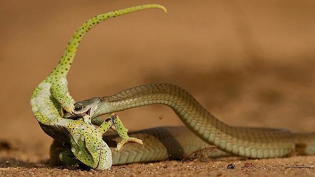 Agónica lucha a muerte entre un camaleón y una serpiente