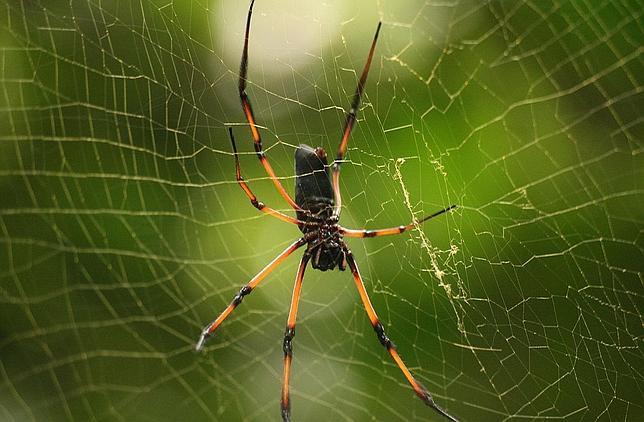 Fabrican en Madrid la seda de araña más resistente del mundo