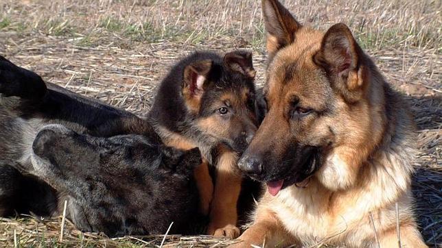 Un perro entrenado es capaz de detectar el cáncer de tiroides en personas no diagnosticadas