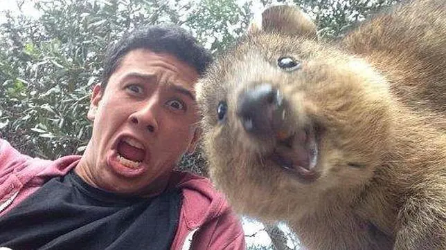Muchos usuarios de la red social han compartido con sus seguidores sus instantáneas con este simpático mamífero australiano