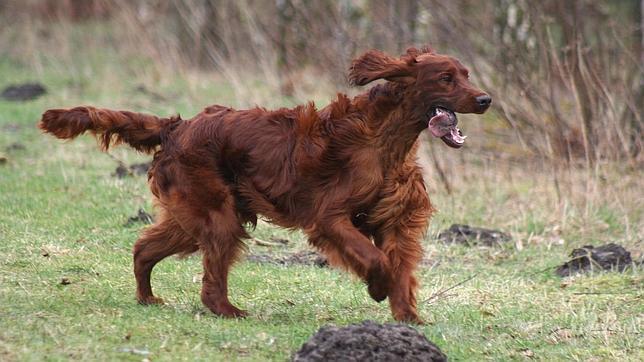 El misterio del perro que «murió envenenado» en el mayor concurso canino del mundo