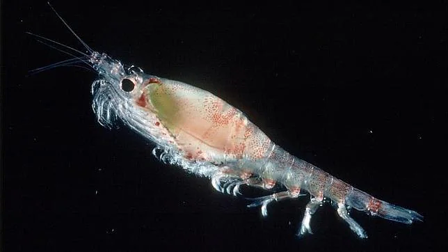 Los beneficios del aceite de krill