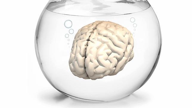 Las tareas de limpieza del cerebro se llevan a cabo por la noche