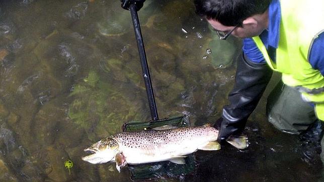 Comienza la veda de pesca de la trucha en los ríos de la Comunidad de Madrid