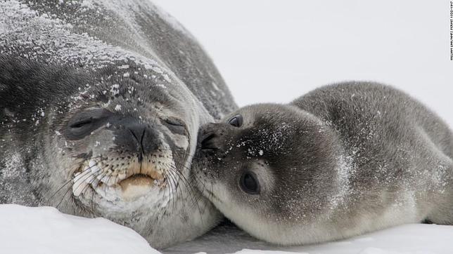 El tierno beso que derretiría hasta el hielo