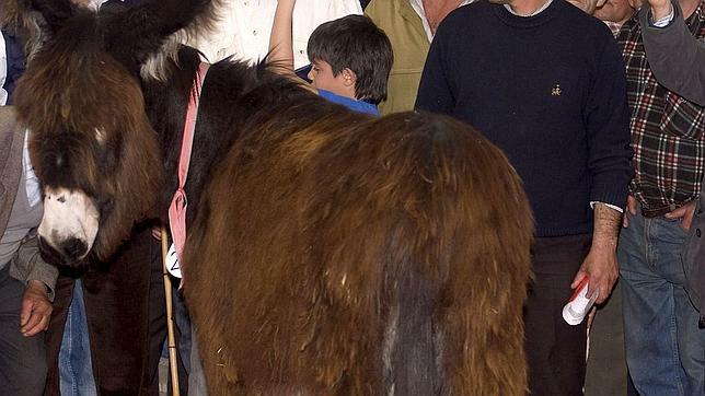 Burros zamoranoleoneses protegerán a diez granjas de los ataques de lobos