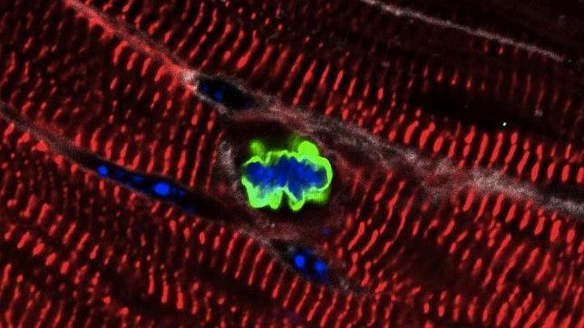 MicroARN, una nueva vía de inducir la regeneración cardiaca