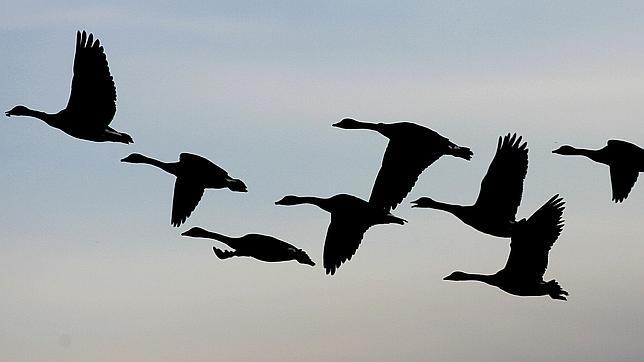 Los gansos se encontraban migrando desde el suroeste de México hasta la costa norte de Alaska