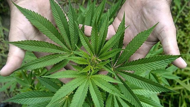Una persona muestra hojas de marihuana