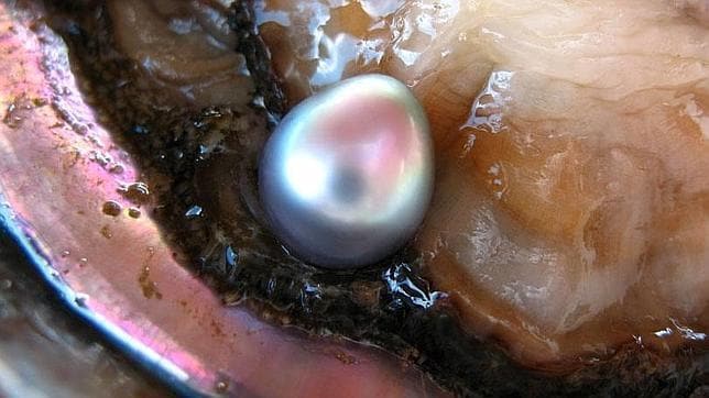 Encuentra en su sopa de almejas una perla valorada en 10.000 dólares