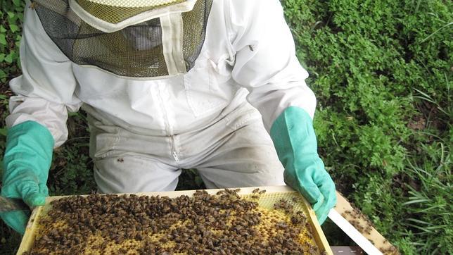 Un estudio exculpa a los insecticidas como únicos causantes de la desaparición de las abejas