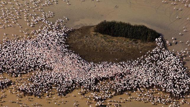 Doñana, en «muy alto riesgo» de colapso por el cambio climático