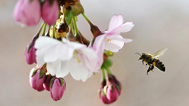 Estos son los efectos que la primavera tiene sobre tu cuerpo