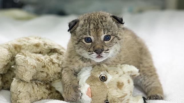 Casi la mitad de las especies de felinos que viven en estado salvaje están amenazadas