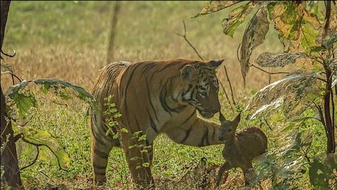 El tigre que solo quería jugar con el ciervo