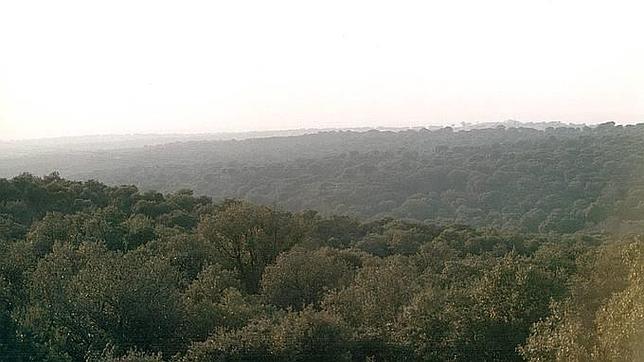 Las encinas copan la mayor parte de la masa forestal del monte del Pardo