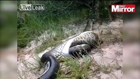 La serpiente que había cenado serpiente