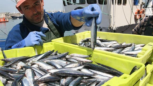 La pesquería de anchoa del Cantábrico recibe la certificación de pesca sostenible