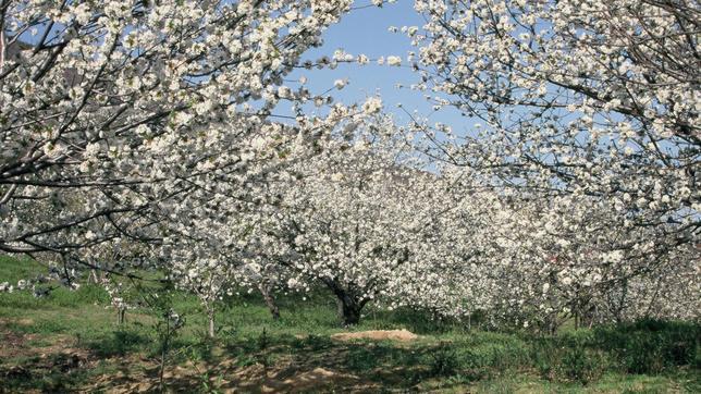 Así luce el valle del Jerte en plena floración de los cerezos