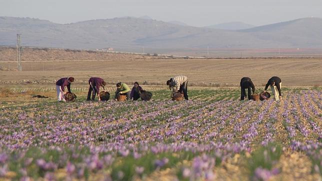 El azafrán español se distingue por la concentración de sus componentes (safranal, picrocina y crocina): hay que utilizar mucha menos cantidad para conseguir un mayor efecto