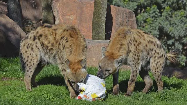 Imagen de dos hienas en las instalaciones de Bioparc