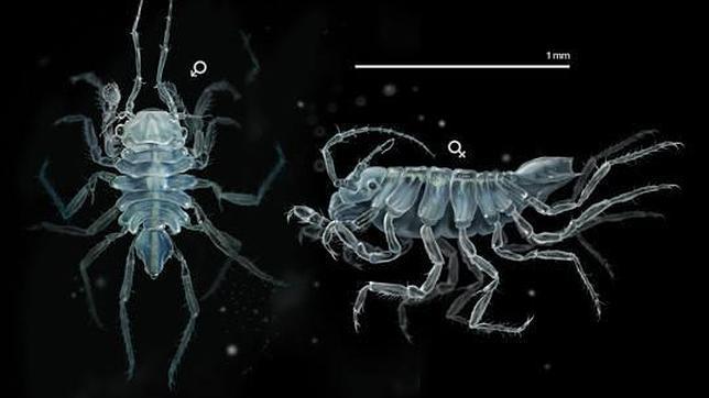 Científicos de la Universidad de Vigo descubren un nuevo crustáceo
