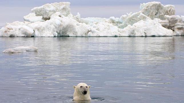 Los plásticos están afectando a la reproducción del oso polar