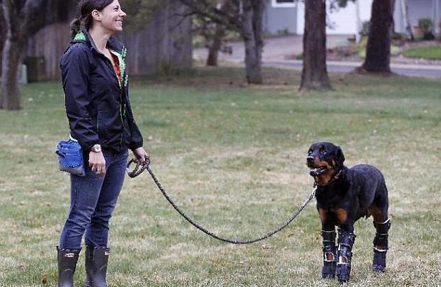 Un perro vuelve a caminar gracias a una prótesis en sus cuatro patas