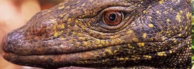 Hallan tres nuevas especies de lagarto con forma de dragón en los Andes de Perú y Ecuador