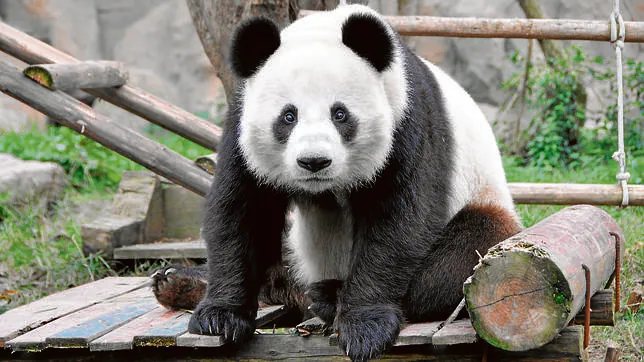 Matar a un ejemplar de oso panda se castiga con la pena capital o cadena perpetua en China