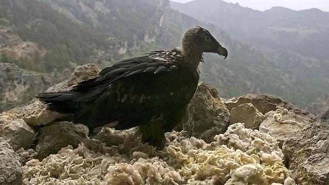 Nace el primer pollo de quebrantahuesos en libertad en Andalucía