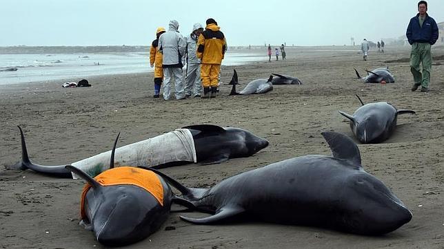 Un centenar de delfines varados en Japón desata el miedo a un tsunami