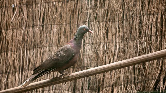 La rabiche es una de las dos especies de palomas endémicas de Canarias
