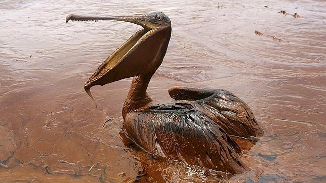 Los dispersantes usados en el vertido del golfo de México dañaron más que el petróleo