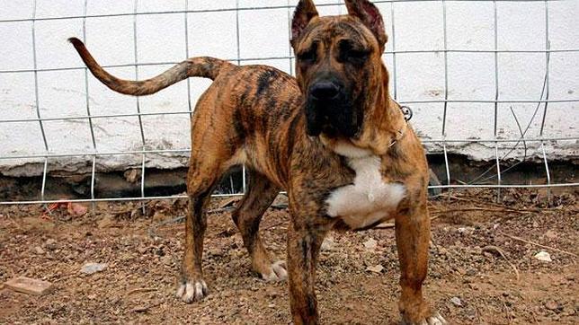 Un perro de presa canario