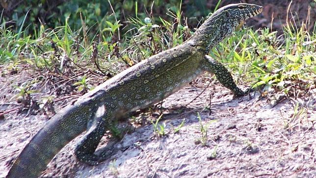 Florida declara la guerra a unos lagartos africanos importados como animales exóticos