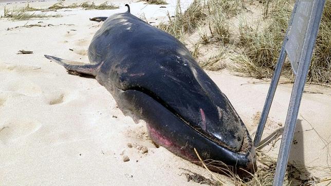 La rara ballena que ha traído el ciclón «Olwyn»