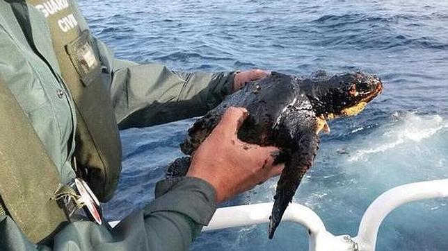 Encuentran una tortuga contaminada tras el hundimiento del pesquero ruso en Canarias