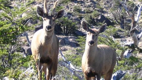 Solo quedan 500 ejemplares del huemul, ciervo patagónico