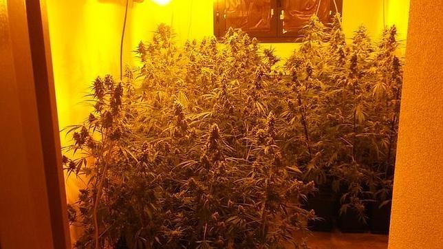 La Guardia Civil detiene a una persona por cultivar 143 plantas de marihuana en Seseña