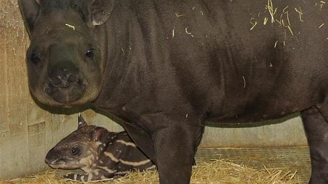 El Zoo de Madrid busca propuestas de nombres para bautizar a la cría de tapir