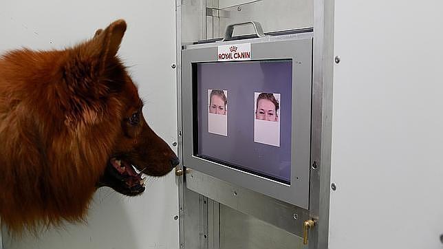 Un perro durante el experimento de la Universidad de Medicina Veterinaria de Viena