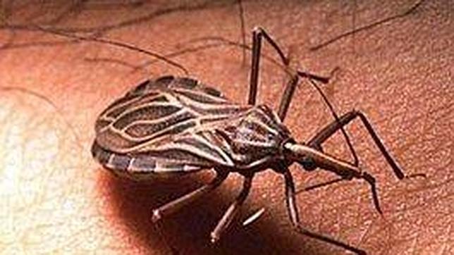 El mal de chagas se afianza en Argentina