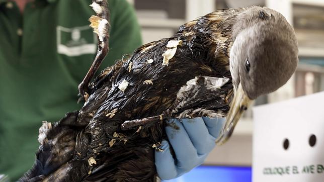 Expertos de Greenpeace y científicos de la ULPGC se trasladan en barco a la zona del hundimiento del Oleg Naydenov