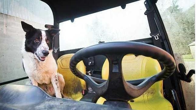 El perro que desató el caos conduciendo un tractor por la autopista