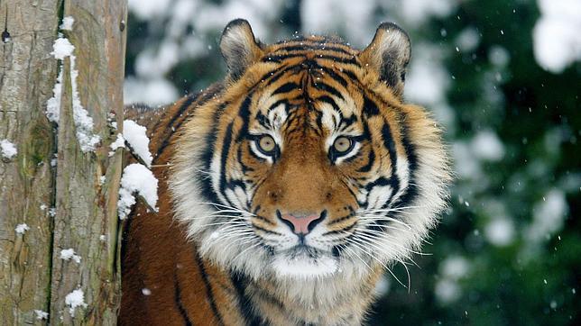 India creará tres nuevas reservas para los tigres