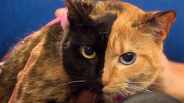 Los ocho animales con colorido más insólito de la naturaleza