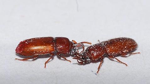 Cuando los escarabajos detectan el olor de tres machos en la hembra, prefieren evitar el cortejo (Matthew Silk)